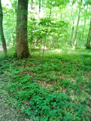 a forest filled with green plants next to a tree at Luxe Chalet Chamonixx - Pool in Charnay-lès-Mâcon