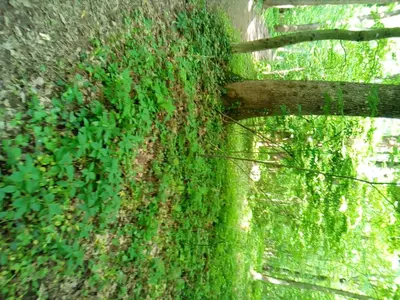 a green ivy growing on the side of a tree at Luxe Chalet Chamonixx - Pool in Charnay-lès-Mâcon