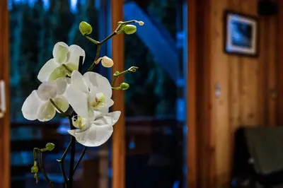 a bunch of white flowers in a vase at Chalet Chardonnet in Chamonix-Mont-Blanc