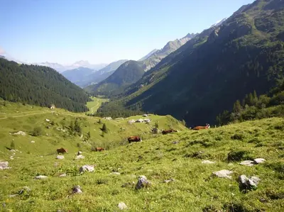 a group of cows on a grassy hill with mountains at demi chalet Les Contamines Le Virolet in Les Contamines-Montjoie