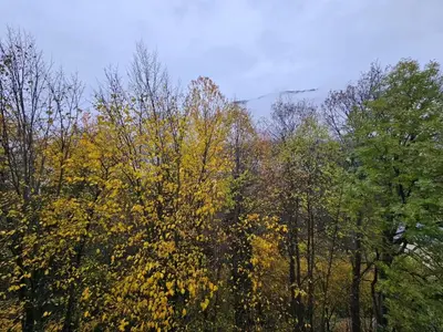 a group of trees with yellow leaves on them at Le grand panorama appartement 2 chambres 4 adultes 2 enfants in Saint-Gervais-les-Bains