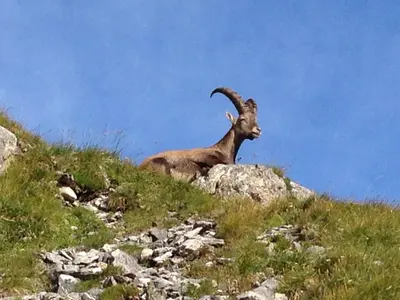 a goat sitting on top of a grassy hill at Gite Balnéo La Pomme de Pin in Sixt