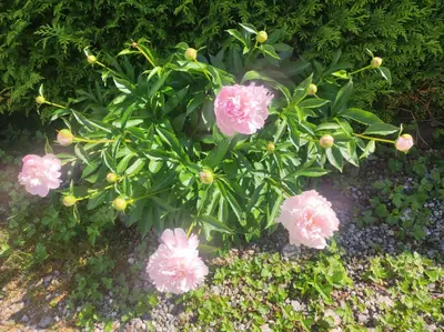 a bunch of pink flowers on a plant at TellaHouse in Chamonix-Mont-Blanc
