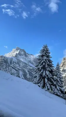 a snow covered pine tree in front of a mountain at Chalet*** au pied d'une prairie face à la montagne in Sixt