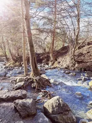 a river with rocks and a tree in the middle at les loges de l'Arpenaz in Magland