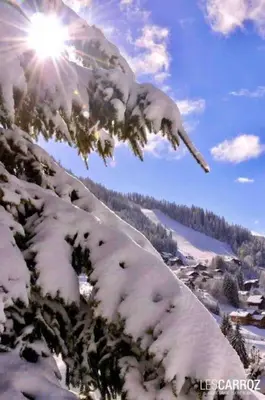 a snow covered tree with the sun in the sky at Studio très lumineux 4 pers in Les Carroz d'Araches