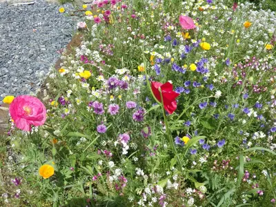 a garden filled with lots of colorful flowers at Chalet Oryx in Chamonix-Mont-Blanc