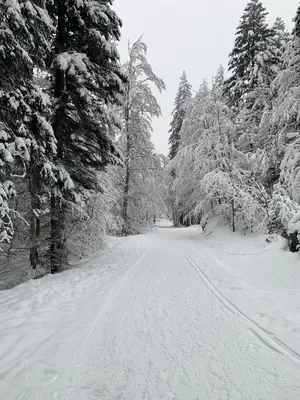 a snow covered road with trees on the side at LES TOURISTES in Combloux