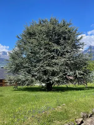 a tree in the middle of a field at Chalet de la buche croisée in Combloux