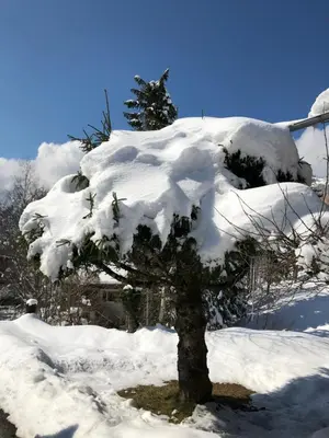 a tree covered in snow in a yard at Chalet de charme aux Carroz d'Arrâches-Flaines in Les Carroz d'Araches