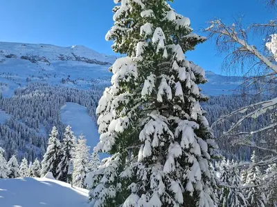 a snow covered tree on top of a mountain at Appartement spacieux au pied des pistes avec balcon et WIFI - FR-1-425-212 in Arâches-la-Frasse