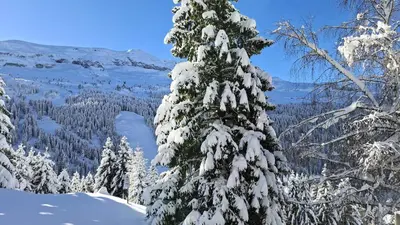 a snow covered tree with a view of a valley at Résidence Belier - Appartement confortable et spacieux · Au pied des pistes · WIFI gratuit et illimité MAE-8211 in Magland