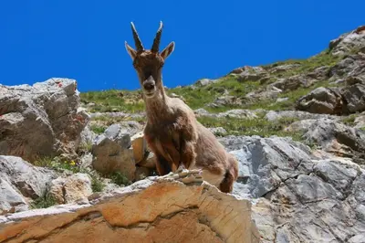 a goat standing on top of a rocky mountain at Luxury Studio - Mountain View & 100m to Slopes - Near Chamonix in Les Houches