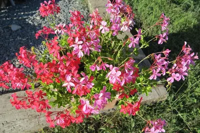 a bunch of red and pink flowers in a planter at La Planque des Marmottes in Servoz