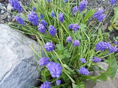 a bunch of purple flowers on a rock at La Planque des Marmottes in Servoz