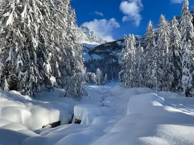 a snow covered forest with snow covered trees and mountains at 10 Bel-Alp in Chamonix-Mont-Blanc