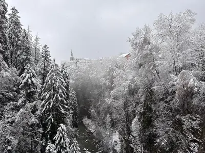 a forest with snow covered trees and a river at Studio de 31m² idéalement situé aux pieds des remontées mécaniques été/hiver in Saint-Gervais-les-Bains