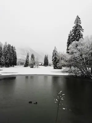 a lake with ducks in the water with snow at Chamonix, studio de 24 m2 in Chamonix-Mont-Blanc