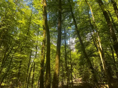 a forest of trees with the sun shining through them at Chalet La Ponote in Samoëns