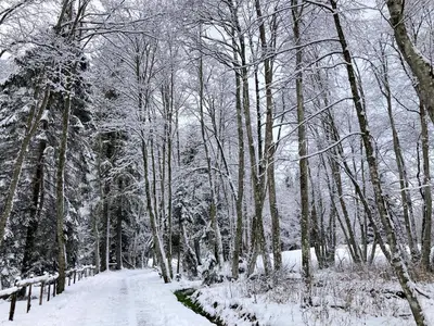 a snow covered path in a forest with trees at La Ferme du Praz in Les Contamines-Montjoie
