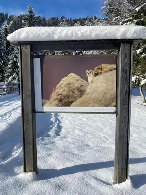 a picture of some animals in the snow at La Ferme du Praz in Les Contamines-Montjoie