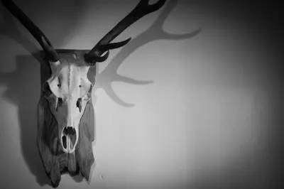 a skull of a deer with horns hanging on a wall at Marmotte Mountain Manor in Chamonix-Mont-Blanc