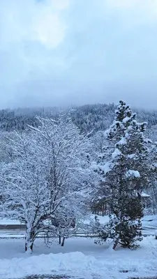 two trees covered in snow in a field at Studio cosy au pied des remontées,wifi,smart TV,parking in Les Contamines-Montjoie