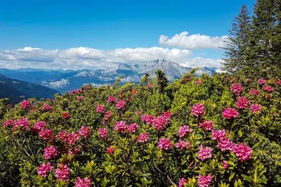 a bunch of pink flowers on top of a mountain at Exceptional view of village and mountain in Megève