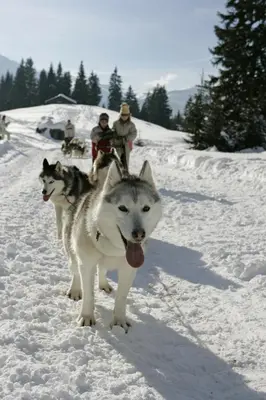 two husky dogs walking in the snow at AT101 Appartement 6 Pers proche base de loisirs in Les Carroz d'Araches