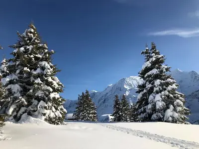 a group of snow covered trees on a mountain at Mountain Cabin - vue montagne - 4 personnes in Les Houches