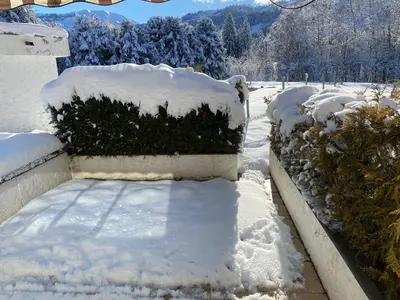 a yard covered in snow with bushes and trees at Grand Studio à 300m du pied des pistes, in Megève