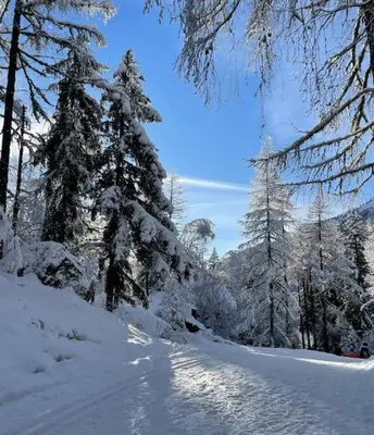 a snow covered forest with snow covered trees on a mountain at Duplex 4 pers vue MontBlanc , Grands Montets in Chamonix-Mont-Blanc