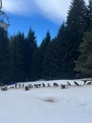 a group of animals running in the snow at Carroz d Araches , 2 pièces rénové vue montagne, 4 personnes, 3 min du centre, parking,balcon in Arâches-la-Frasse