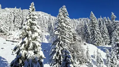 a group of pine trees covered in snow at Residence De La Foret - Appartement confortable · Au pied des pistes MAE-9991 in Magland