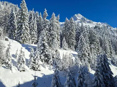 a group of snow covered trees on a mountain at 2 Pièces Confort au Pied des Pistes, Flaine - FR-1-425-228 in Arâches-la-Frasse