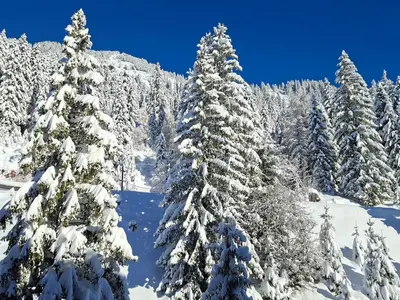 a group of snow covered trees on a mountain at 2 Pièces Confort au Pied des Pistes, Flaine - FR-1-425-228 in Arâches-la-Frasse