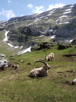 two animals laying in a grassy field with a mountain at Petit Brio - Fabulous apartment in Samoens sleeps up to 4 in Samoëns