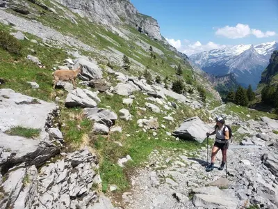 a woman hiking on a mountain with a goat in the background at Petit Brio - Fabulous apartment in Samoens sleeps up to 4 in Samoëns