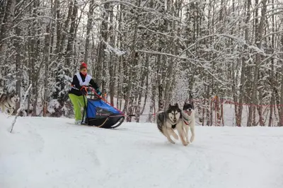 a woman on a snowmobile and two dogs in the snow at Contamines-Monjoie in Les Contamines-Montjoie