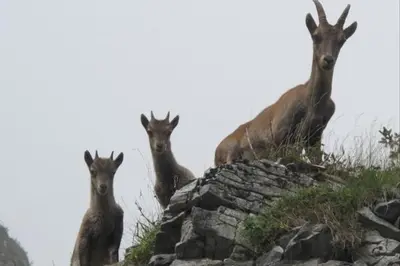 four goats standing on top of a rock wall at La Ferme de Sous-Lachat in Samoëns