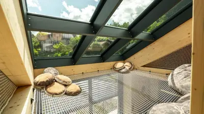 a room with four windows and a cage with mushrooms at Enjoy Chalet in Chamonix-Mont-Blanc