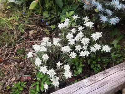 a bunch of white flowers next to a bench at Nos Maisons Cosy - Vallorcine in Vallorcine