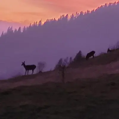 two animals standing on a hill at sunset at Gîte de l Auguille in Megève