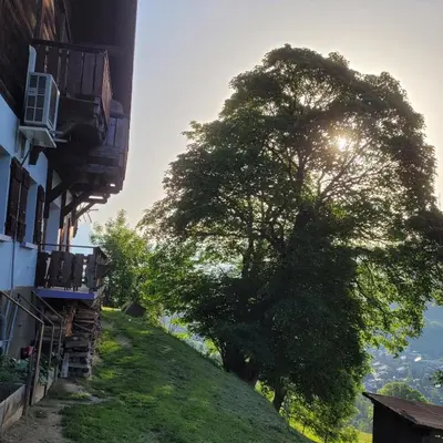 a tree on a hill next to a building at Gîte de l Auguille in Megève
