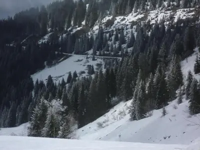 a snow covered mountain with a bunch of trees at gîte 6 pers RC domaine skiable Grand Massif les Carroz Flaine Morillon Samoens in Les Carroz d'Araches