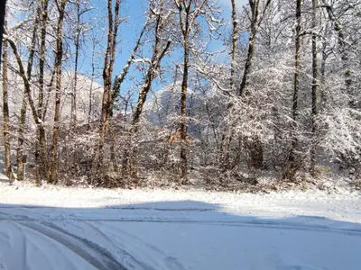 a snow covered road with trees on the side at Appartement cosy avec Wifi à l'orée du bois - FR-1-846-11 in Samoëns
