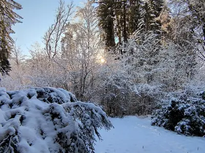 a snow covered bush with the sun in the background at Appartement cosy avec Wifi à l'orée du bois - FR-1-846-11 in Samoëns