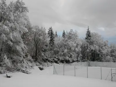 a snow covered forest with trees and a fence at Studio 26 m² - 4 pers - Les Carroz d'Arâches - FR-1-836-10 in Arâches-la-Frasse