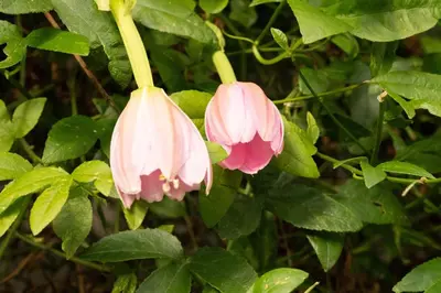 two pink flowers on a tree with leaves at Maison nature, ski, randos in Passy