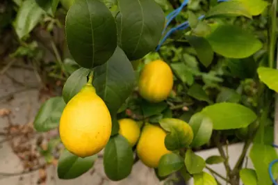 a bunch of yellow lemons hanging from a tree at Maison nature, ski, randos in Passy